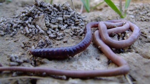 Hlubinná žížala Allolobophora hrabei – u kupky s žížalím trusem