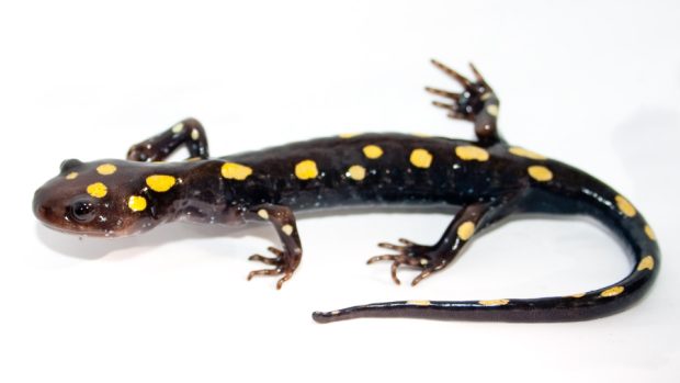 Axolotl skvrnitý (Ambystoma maculatum)