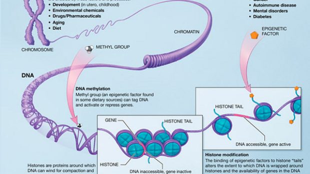 Methylace DNA