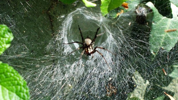 Pavučina pokoutníka druhu Agelenidae labyrinthica