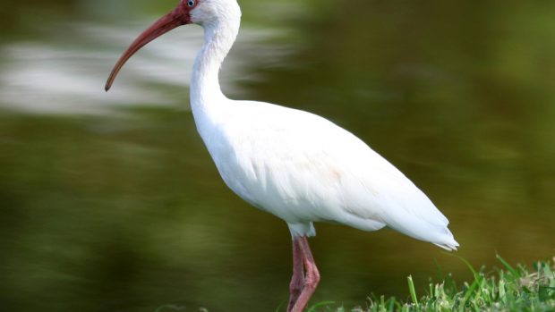 Ibis bílý (Eudocimus albus)