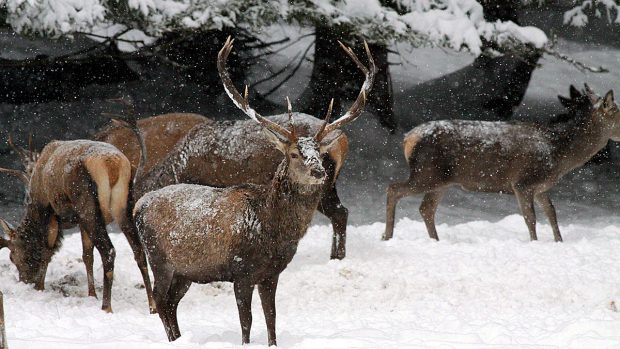 Jelení zvěř u pozorovací obůrky Beranky v NP Šumava