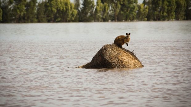 Záplavy na severovýchodě Austrálie ohrožují lidi i zvířata