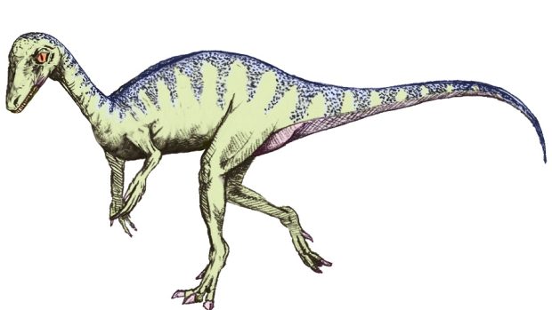 Eoraptor lunensis