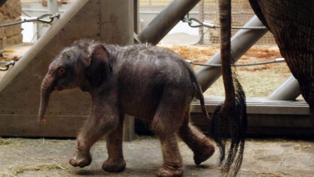 Slůně z ostravské zoo váží 78 kilo