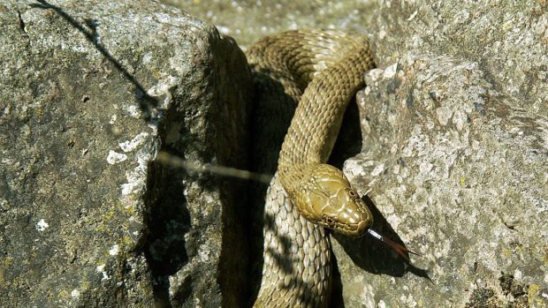 Užovka podplamatá má unikátní tvar šupin a sametově drsný povrch těla