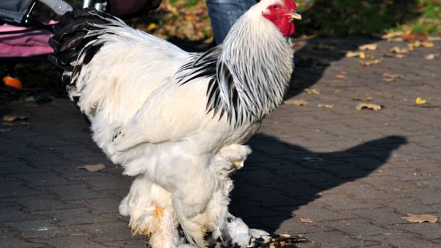 Odborná soutěž plemen kohoutů - vítěz &quot;brahmanka světlá&quot;