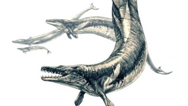 Basilosaurus, rod jiných vyhynulých kytovců