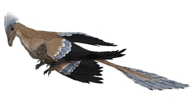 Microraptor v představě výtvarníka