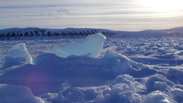 Moře kolem Špicberk nevypadá jako domov hlavonožců. Místní teploty ale nevadí chobotnici arktické (Bathypolypus arcticus)