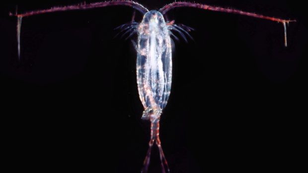 Korýši klanonožci (Copepoda)