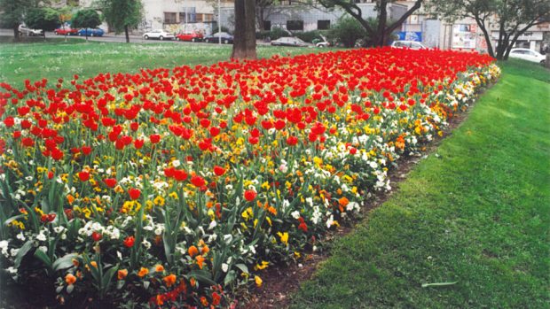 Macešky a tulipány