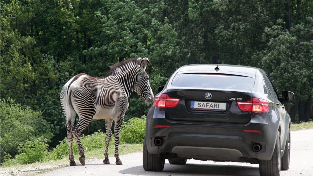 Jeden z prvních návštěvníků safari ve Dvoře Králové nad Labem