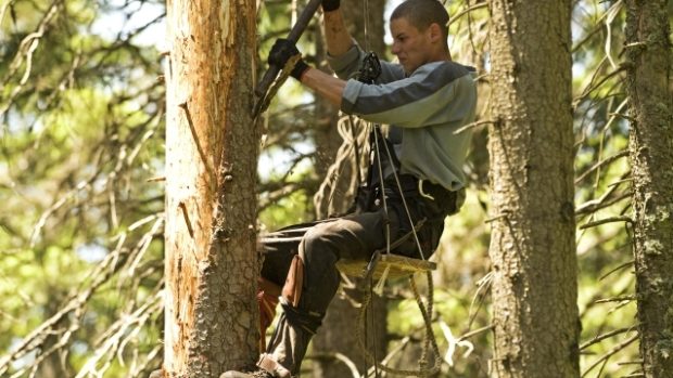 Pracovníci NP Šumava začali loupat kůru stromů napadených kůrovcem