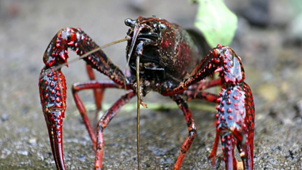 Rak červený (Procambarus clarkii)