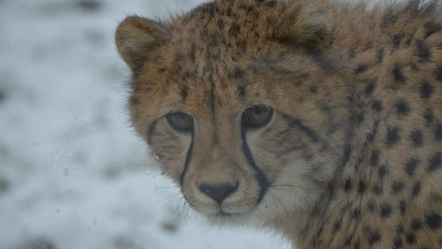 Gepard v ZOO Dvůr Králové nad Labem