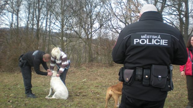 Strážníci městské policie kontrolují čipování a zaplacení poplatků za psy