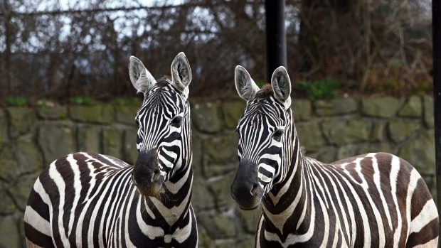 Zebry v ZOO Dvůr Králové nad Labem