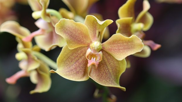 Orchidej Paravanda nese jméno Nelsona Mandely