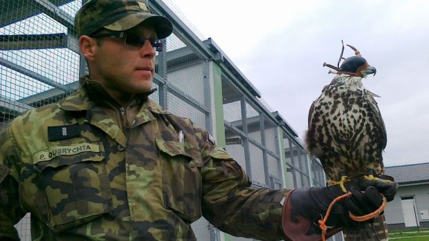 Dravci odhánějí od letiště hejna ptáků a tím zabraňují kolizi s letadlem