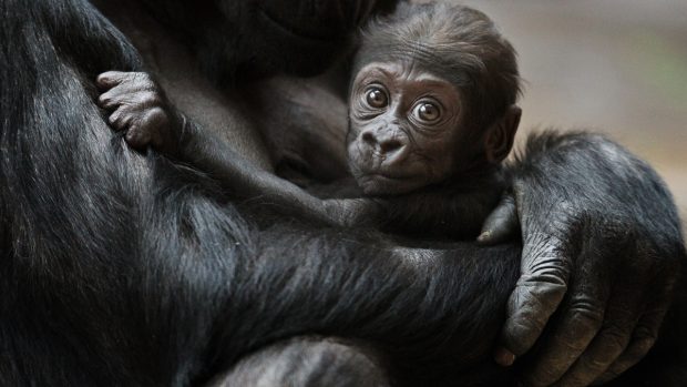 Nuru je zatím posledním přírůstkem v pražské skupině goril