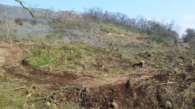 Sesutý svah na dálnici D8 nad Litochovicemi na Litoměřicku. Dřevorubci pokáceli stromy, aby mohli geologové začít s průzkumem. Od něj by se pak mělo odvíjet zajištění svahu proti dalšímu sesuvu