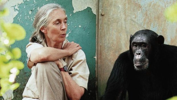 Doktorka Jane Goodall se šimpanzem Freudem v rezervaci Gombe