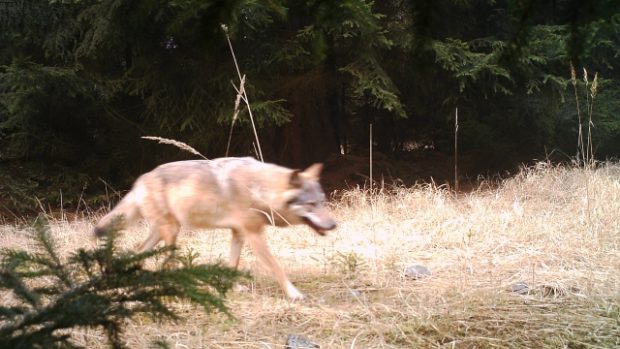 Snímek vlka pořízený prostřednictvím fotopasti 29. března 2014 v národní přírodní rezervaci nedaleko Doks na Českolipsku