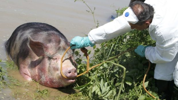 Toto prase v bosenské vesnici Prud mělo štěstí. Z vody ho zachránili veterináři