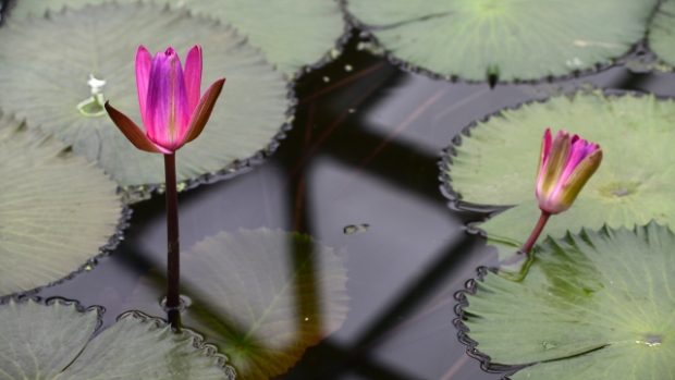 Nový pavilon leknínů byl otevřen 1. července v Botanické zahradě v Liberci.