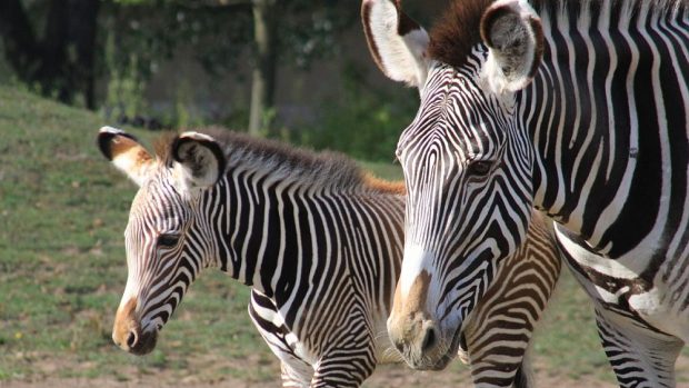 V pruhované porodnici ZOO Dvůr Králové nad Labem bylo v červenci rušno - na svět tam přišlo 5 zebřích mláďat. Jsou to 3 samečkové a 2 samičky. A v přírodě těch nejohroženějších - zeber Grévyho.