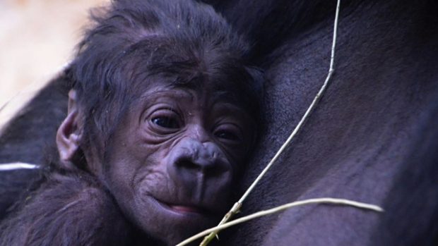 Pražská zoo má vzácný přírůstek, po poledni se tam narodilo gorilí mládě