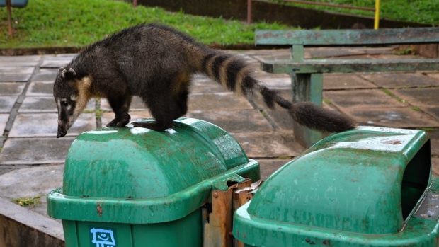 Nosálové se naučili, že po návštěvnících ledasco zbude, a lezou i do odpadkových košů