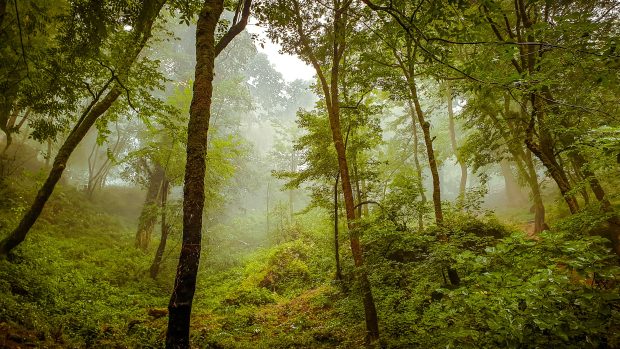 Vysazování stromů se stalo klíčovou součástí taktiky v boji proti klimatické krizi