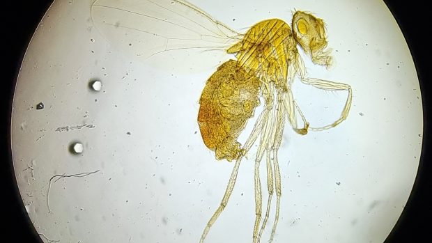 Octomilka (drosophila)