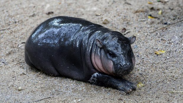 Fanoušci pro ni pečou dorty, tvoří umělecká díla a také se na ni chodí koukat přímo do zoo