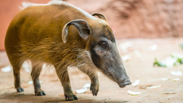 Sedmiletá samice Jasna se narodila ve Vratislavi, do Zoo Praha ale přišla ze Zoo Magdeburk