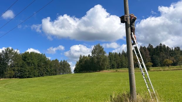 Ve východočeské krajině přibývají budky pro dravé ptáky. Daří se tak snižovat počty hrabošů a škůdců