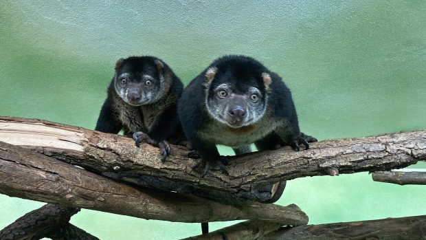 Kuskus medvědí ze zoo v Ústí nad Labem