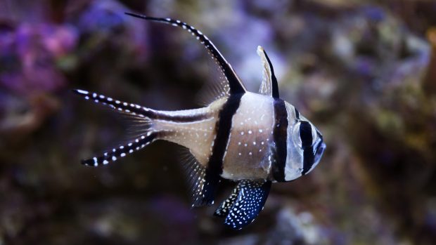 Parmovec skvělý; Banggai cardinalfish (Pterapogon kauderni)