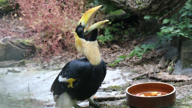 Zlínská zoologická zahrada odchovala mládě dvojzoborožce indického