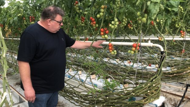 Rajčatová farma na okraji Brna. Na fotografii je její majitel Josef Sklenář.