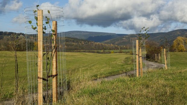 Správa Krkonošského národního parku vrací do krajiny nejvyšších českých hor ovocné sady