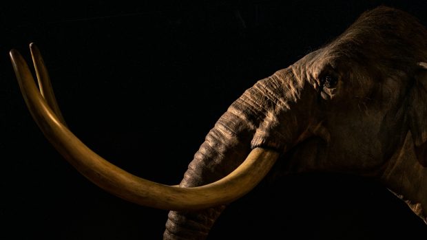 Vědci doufají, že se jim podaří přivést k životu prvního mamuta do roku 2028