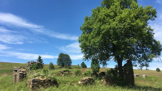 Strom na zbořeništi