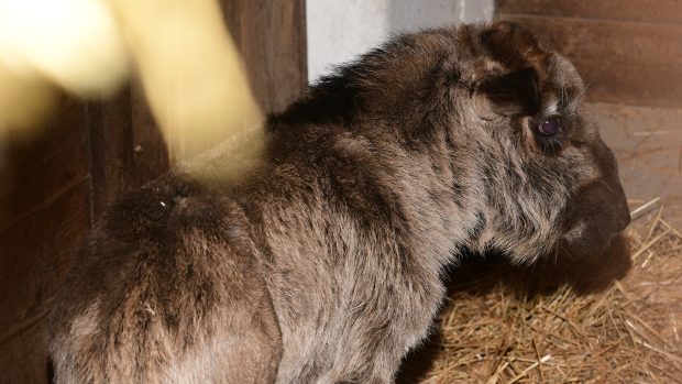 Mládě pakoně běloocasého v ZOO Olomouc