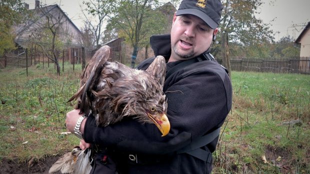 Karel Makoň při záchraně orla mořského