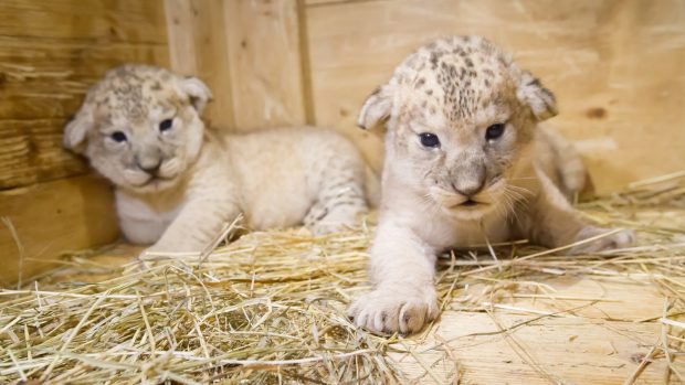 V Safari Parku Dvůr Králové vyrůstají dvě krásná a zdravá mláďata vzácného lva berberského