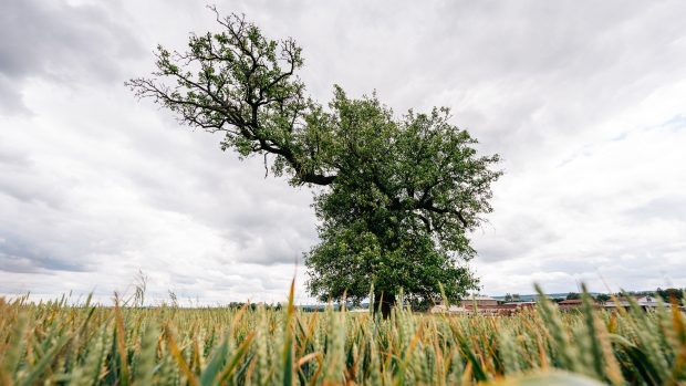 Mrákotínská hrušeň stojí osamoceně v poli