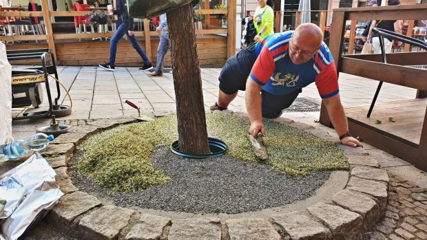 Karlovy Vary zkouší nový systém ochrany kořenů mladých stromů